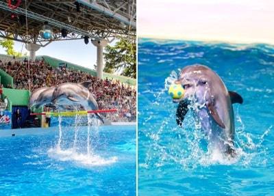 Dolphinarium à Kemer